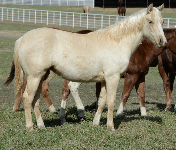2013-hollywoodtinseltown-x-lil-miss-shiney-chex-filly